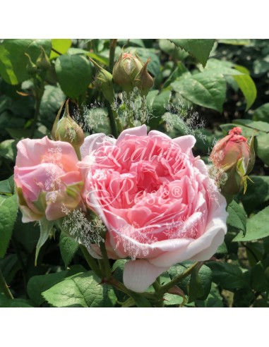 Rosal David Austin Emily Bronte Rosa Inglesa Rosa Melocotón Jardín Elegante y Resistente