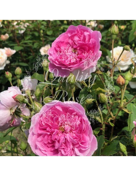 Rosal David Austin Hearlow Carr Rosa Inglesa Fragante y Resistente para Jardín