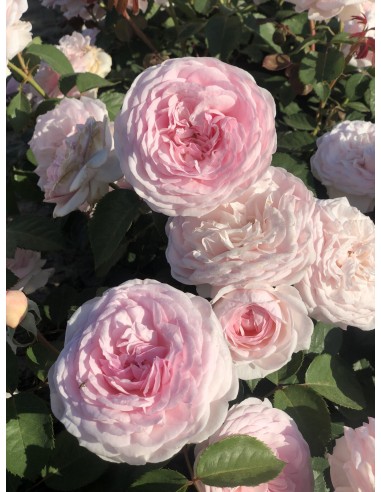 Rosal David Austin Olivia Rose Rosa Inglesa Rosa Suave con Aroma Dulce y Resistente