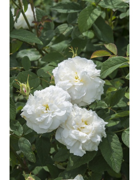 Rosal David Austin Susan Williams-Ellis Rosa Inglesa Blanca con Fragancia Clásica