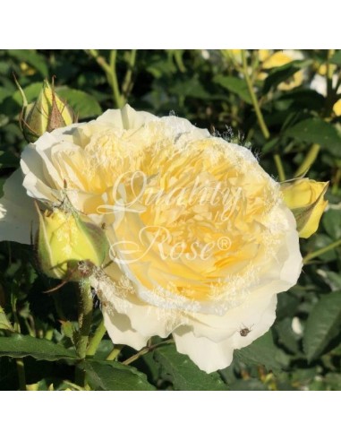 Rosal David Austin The Pilgrim Rosa Inglesa Amarilla Aromática y Resistente