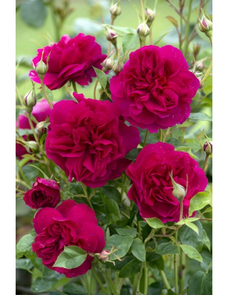 Rosal David Austin Thomas A Becket rosa inglesa roja intensa con aroma cítrico