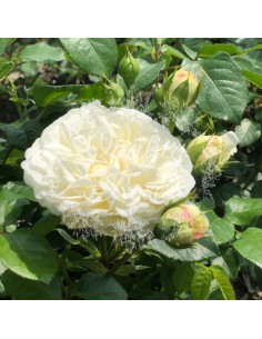Rosal David Austin Tranquillity rosa inglesa blanca pura con aroma fresco