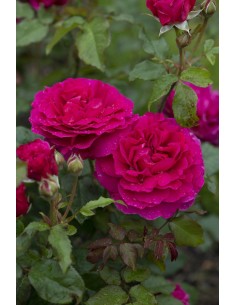 Rosal David Austin Gabriel Oak rosa inglesa naranja melocotón con aroma afrutado