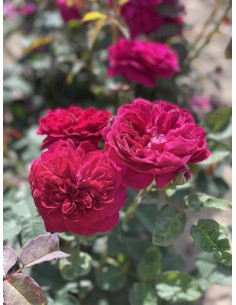 Rosal David Austin Gabriel Oak rosa inglesa naranja melocotón con aroma afrutado 2
