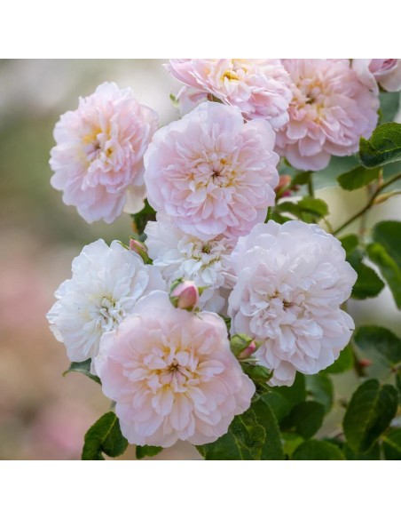 Rosal David Austin Elizabeth rosa inglesa rosa fucsia con aroma dulce