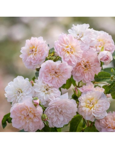 Rosal David Austin Elizabeth rosa inglesa rosa fucsia con aroma dulce