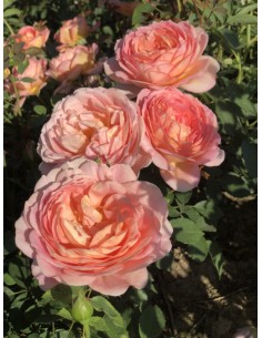 Rosal David Austin Lady of Shalott rosa inglesa naranja intenso aroma afrutado floración prolongada 2