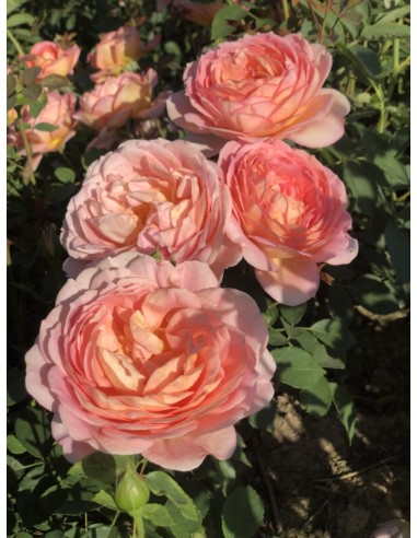 Rosal David Austin Lady of Shalott rosa inglesa naranja intenso aroma afrutado floración prolongada