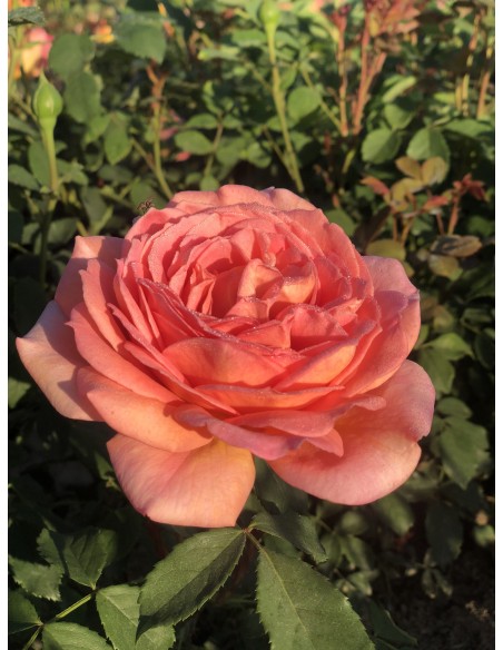 Rosal David Austin Lady of Shalott rosa inglesa naranja intenso aroma afrutado floración prolongada