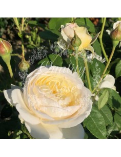 Rosal Claire Austin Rosa Inglesa Blanca Crema Aromática para Jardín
