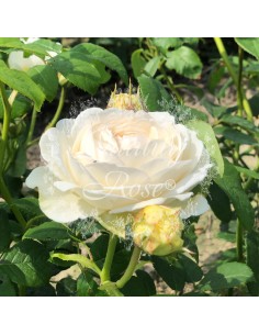 Rosal Claire Austin Rosa Inglesa Blanca Crema Aromática para Jardín 2