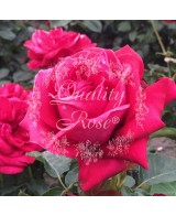 Rosal Copa Dame de Coeur Rosa Roja Brillante Aroma Dulce Resistente