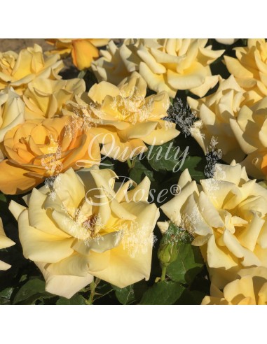 Rosal Copa Melgold rosa amarilla dorada fragancia suave jardín vibrante