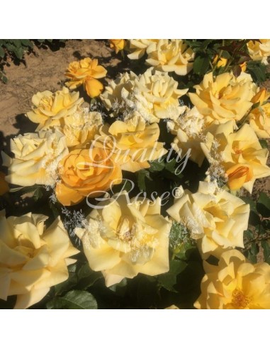 Rosal Copa Melgold rosa amarilla dorada fragancia suave jardín vibrante