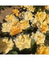 Rosal Copa Melgold rosa amarilla dorada fragancia suave jardín vibrante