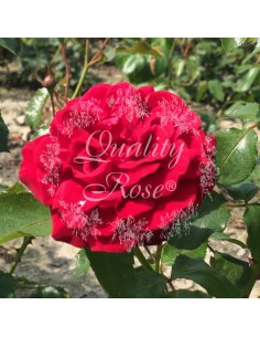 Rosal Copa Minha rosa roja carmesí aterciopelada floración prolongada Endanea Garden
