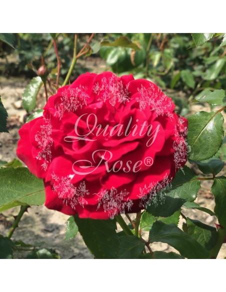 Rosal Copa Minha rosa roja carmesí aterciopelada floración prolongada Endanea Garden
