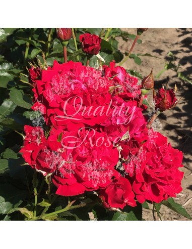 Rosal Copa Minha rosa roja carmesí aterciopelada floración prolongada Endanea Garden