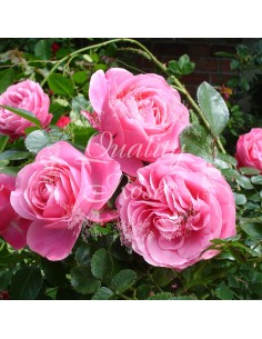 Rosal Copa Leonard da Vinci Rosa Blanca Elegante para Jardín - Endanea Garden