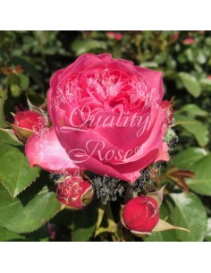 Rosal Copa Leonard da Vinci Rosa Blanca Elegante para Jardín - Endanea Garden 2