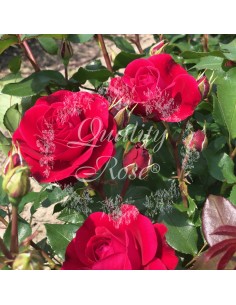 Rosal Copa Mona Lisa rosa amarilla pastel elegante y aromática para jardín