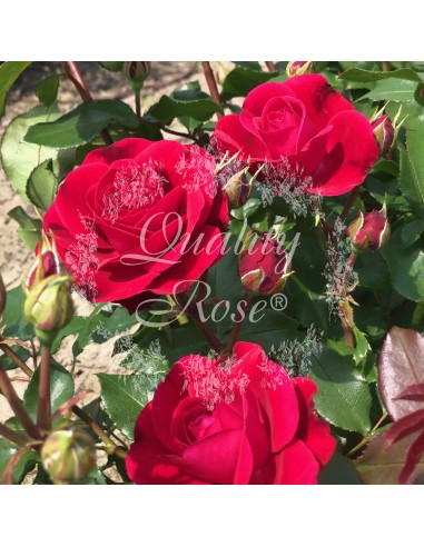 Rosal Copa Mona Lisa rosa amarilla pastel elegante y aromática para jardín