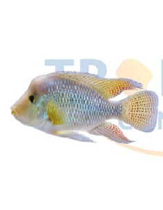 GEOPHAGUS BRASILENSIS 5-6CM