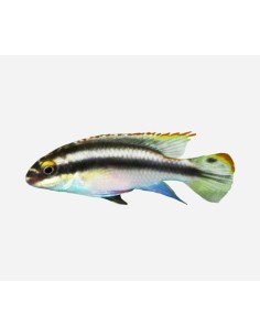 PELVICACHROMIS PULCHER 4-5