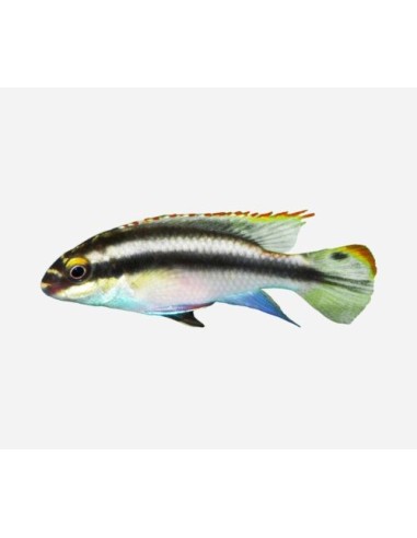 PELVICACHROMIS PULCHER 4-5