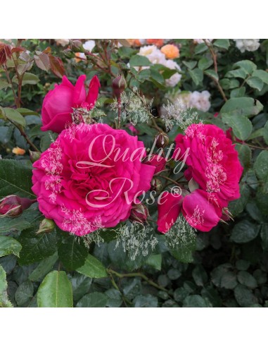 Rosal Trepador Laguna | Rosa inglesa aromática de flor rosa intensa - Endanea Garden