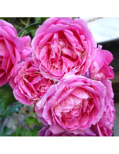 Rosal Trepador Laguna | Rosa inglesa aromática de flor rosa intensa - Endanea Garden