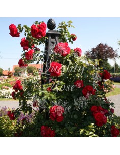 Rosal Trepador Florentina Rosa suave con floración abundante y resistencia - Endanea Garden