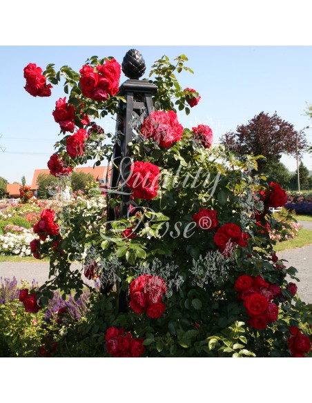 Rosal Trepador Florentina Rosa suave con floración abundante y resistencia - Endanea Garden