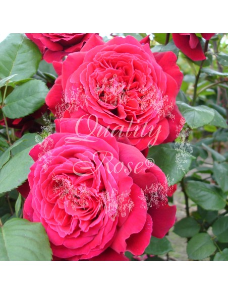 Rosal Trepador CLB Botero flores rojas intensas floración continua - Endanea Garden