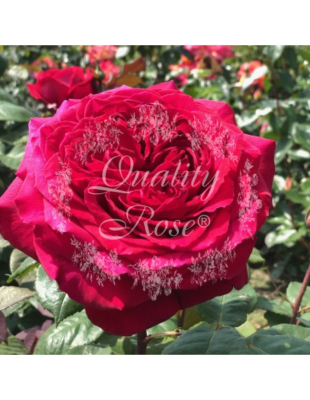 Rosal Trepador CLB Botero flores rojas intensas floración continua - Endanea Garden