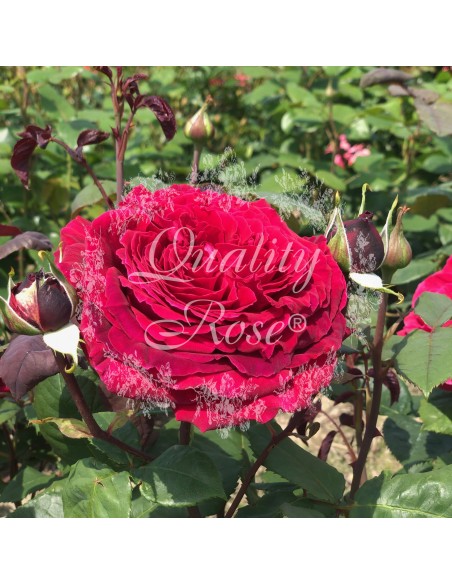 Rosal Trepador CLB Botero flores rojas intensas floración continua - Endanea Garden