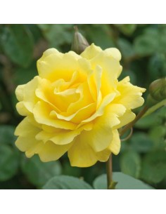 Rosal Trepador Golden Gate flores amarillas duraderas para jardín