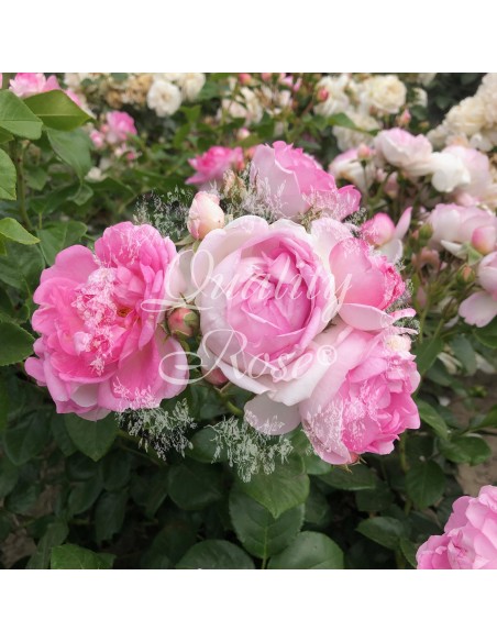 Rosal Trepador Jasmina flores blancas fragantes fácil mantenimiento