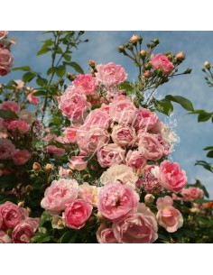 Rosal Trepador Jasmina flores blancas fragantes fácil mantenimiento 2