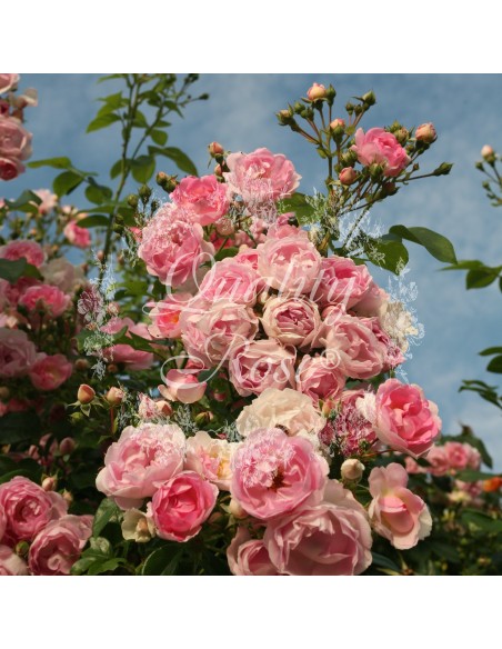 Rosal Trepador Jasmina flores blancas fragantes fácil mantenimiento