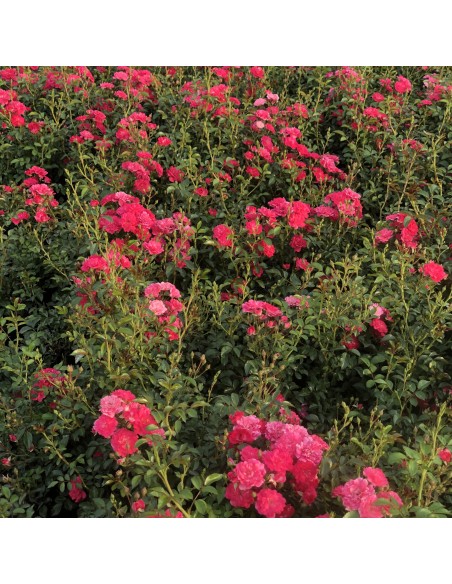 Rosal Cubre Suelo Queen Fairy Flores Rosa Pálido Resistente Fácil Cuidado