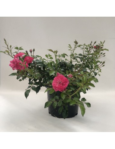 Rosal Cubre Suelo Queen Fairy Flores Rosa Pálido Resistente Fácil Cuidado