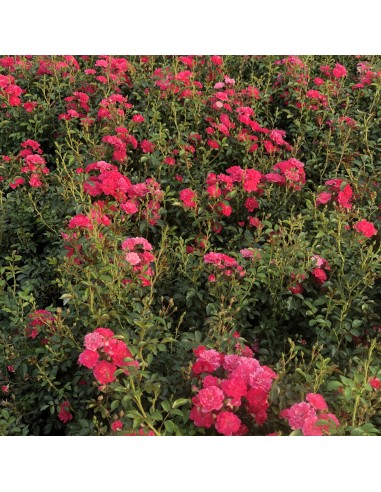 Rosal Cubre Suelo Queen Fairy Flores Rosa Pálido Resistente Fácil Cuidado