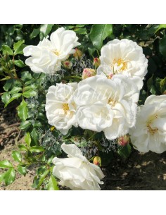 Rosal Cubre Suelo Hotline Flores Rojas Anaranjadas Crecimiento Bajo Resistente