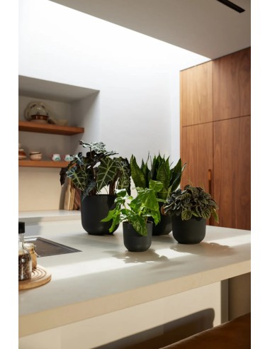 Maceta Jazz Redonda 26cm Living Negra | Elegante y Funcional