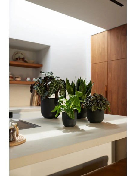 Maceta Jazz Redonda 26cm Living Negra | Elegante y Funcional