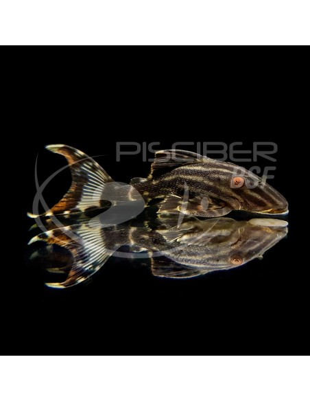 L190 PANAQUE NIGROLINEATUS 7-9cm