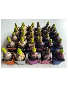HYACINTHUS OR MIX M7