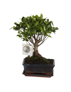BONSAI FICUS RETUSA IN CERAMIC+SAUCER M15